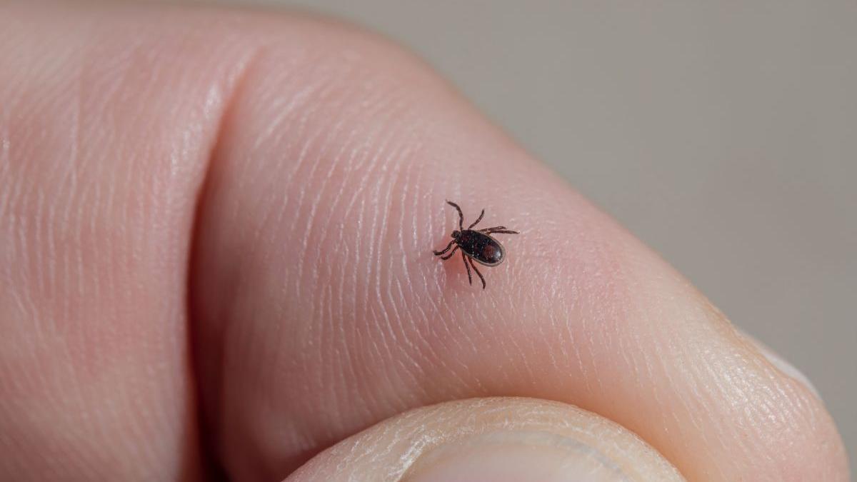 emilian popovici scoaterea corecta capuse spirt betadina