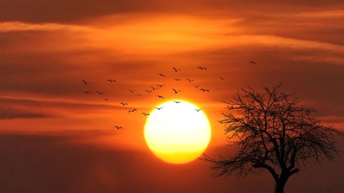 fenomene extreme director anm canicula