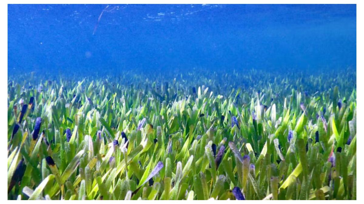 cea mai mare planta lume australia