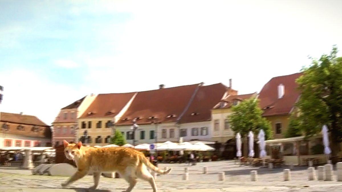 oras sibiu iohannis sufocat pisici fara stapan apel discutii sterilizare