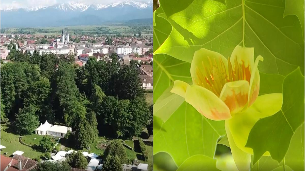 orasul romania lalele copaci palatul brukenthal tulipani
