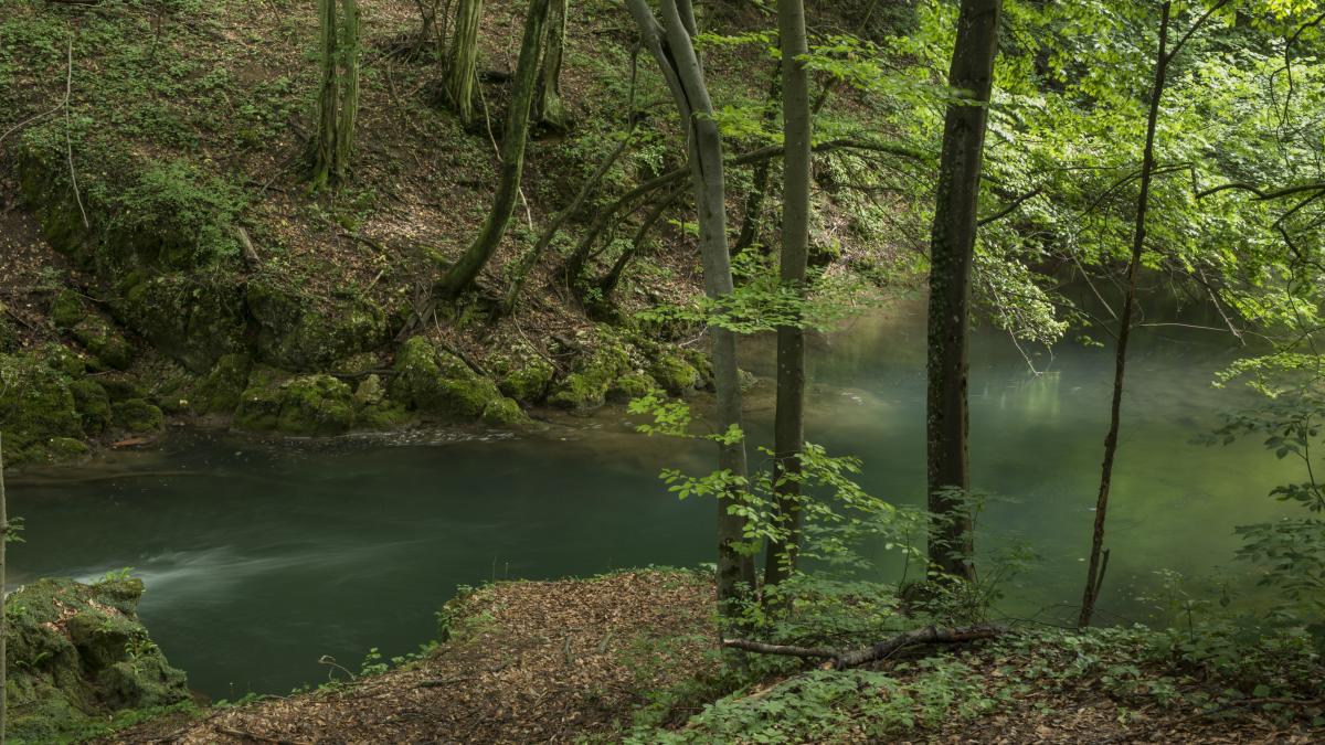 medic stomatolog gasit padure satu mare