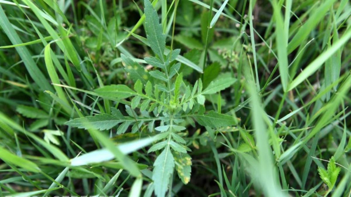 ambrozie controale amenzi obligatii