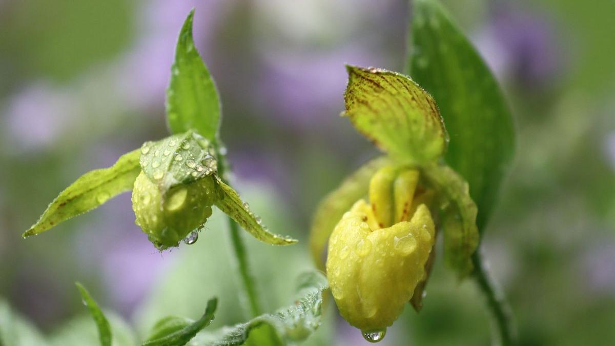 orhidee salbatica rara botosani