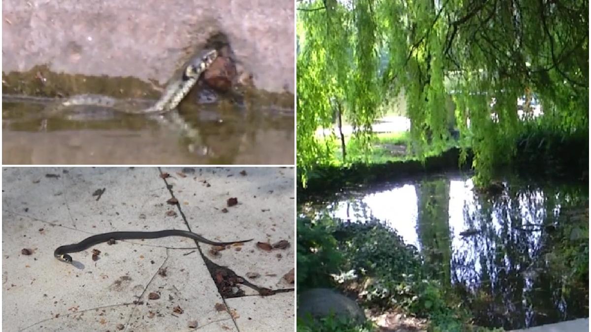 serpi mizerie parc cismigiu bucuresti