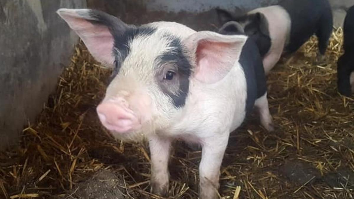 ajutor crescatori porci