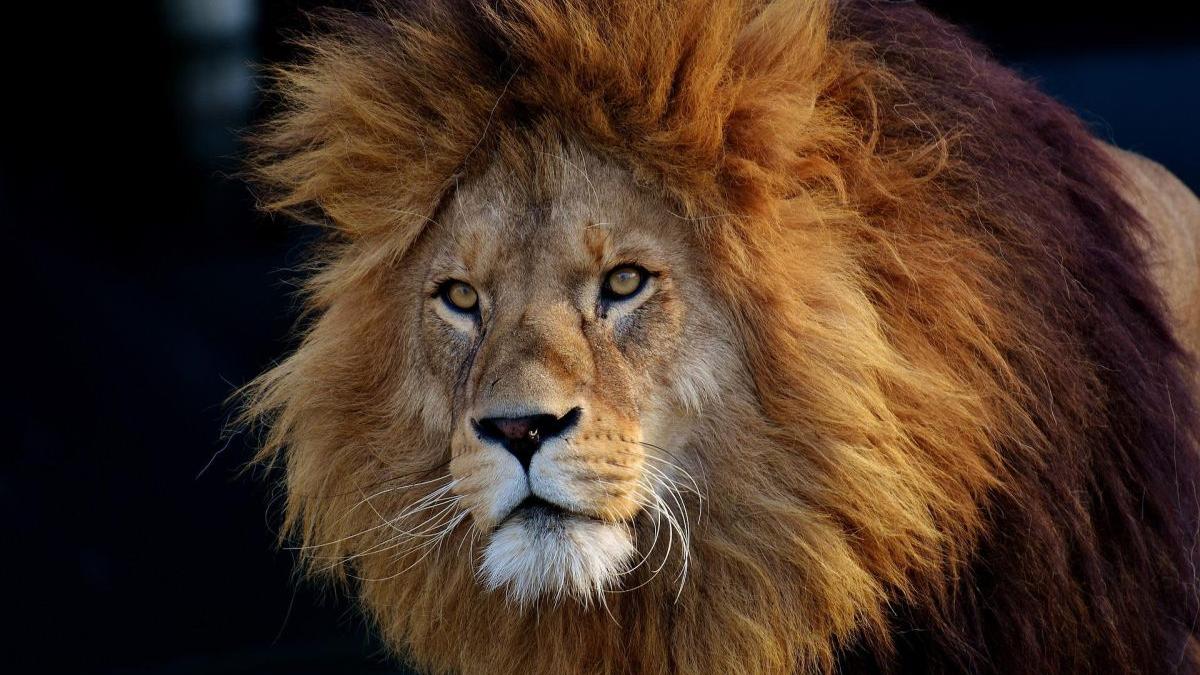 alerta radauti doi lei scapati gradina zoologica mesaj ro alert