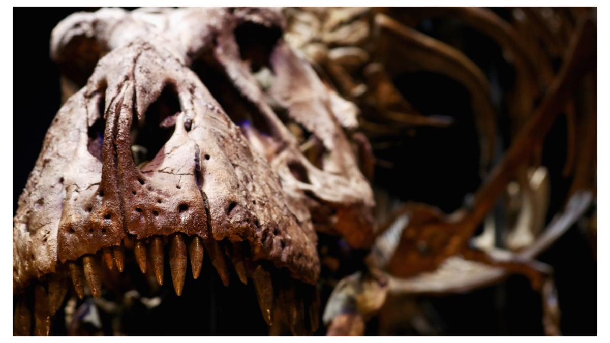 dinozaur pradator europa marea britanie