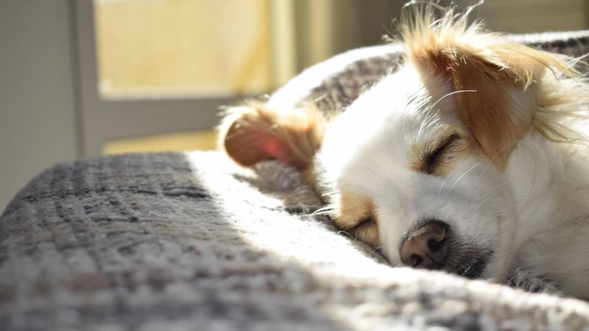 femeie bucuresti amendata 10000 lei sterilizat microcipat animale companie