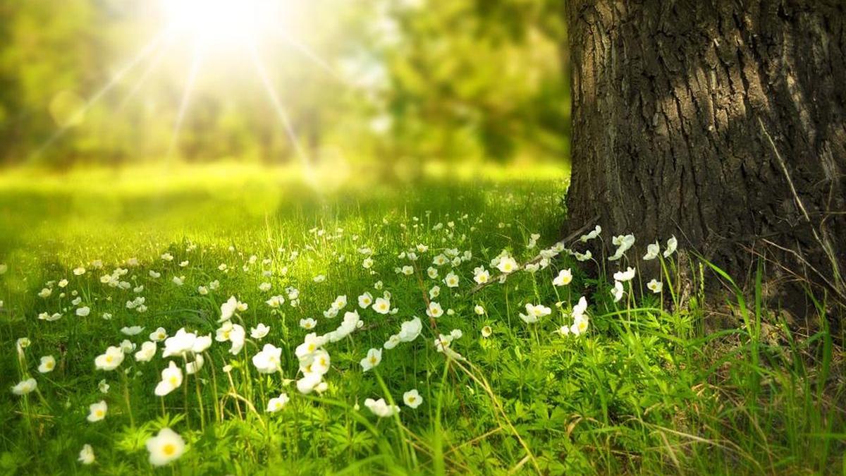 prognoza meteo 13 iunie 11 iulie 2022