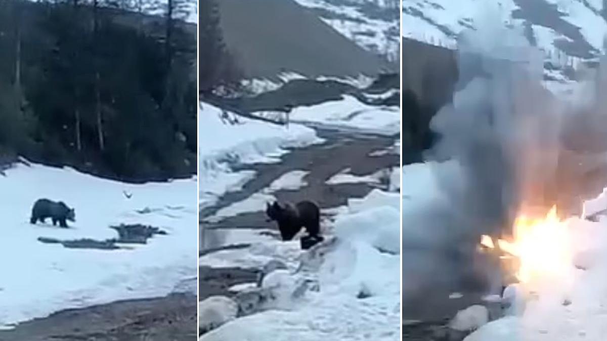 urs hrana aruncat in aer explozibili mineri sadici rusia