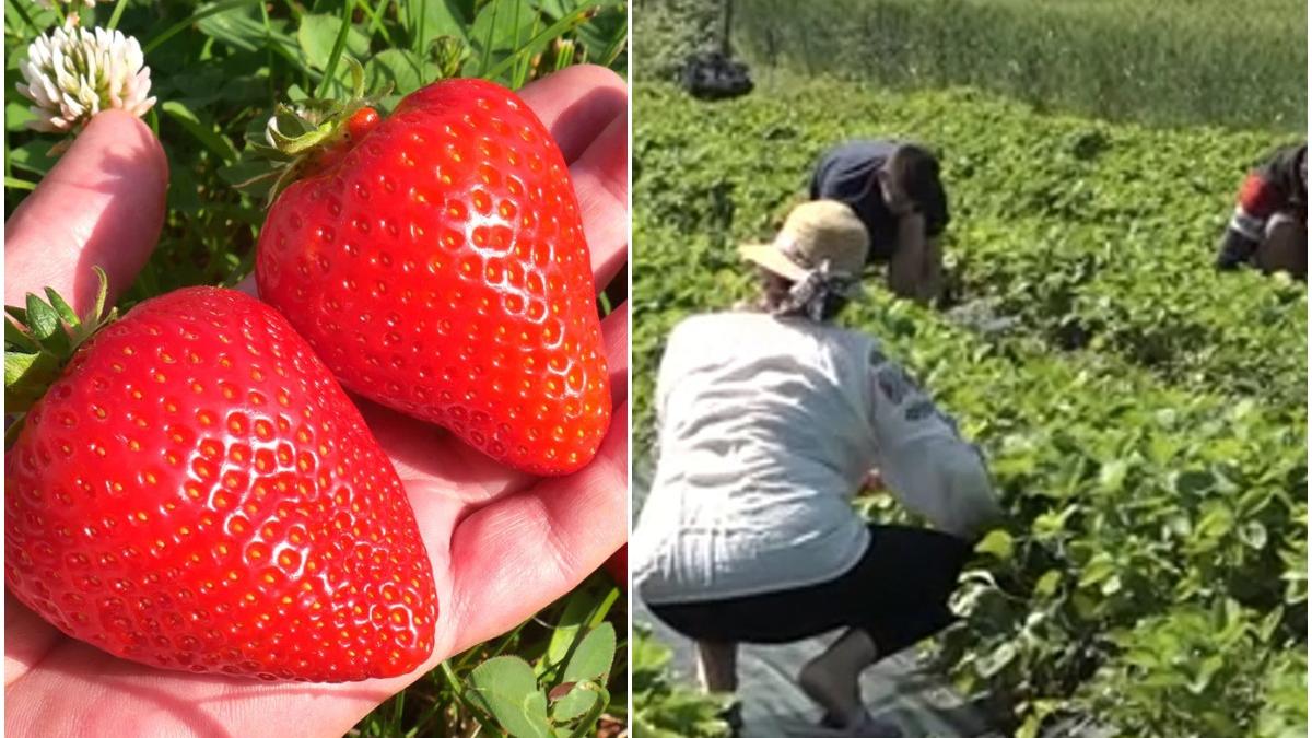 locul din romania culegi capsuni pret