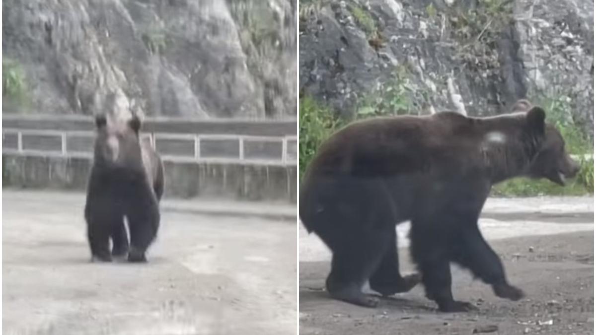sofer urs tunel tranfagarasean baraj vidraru