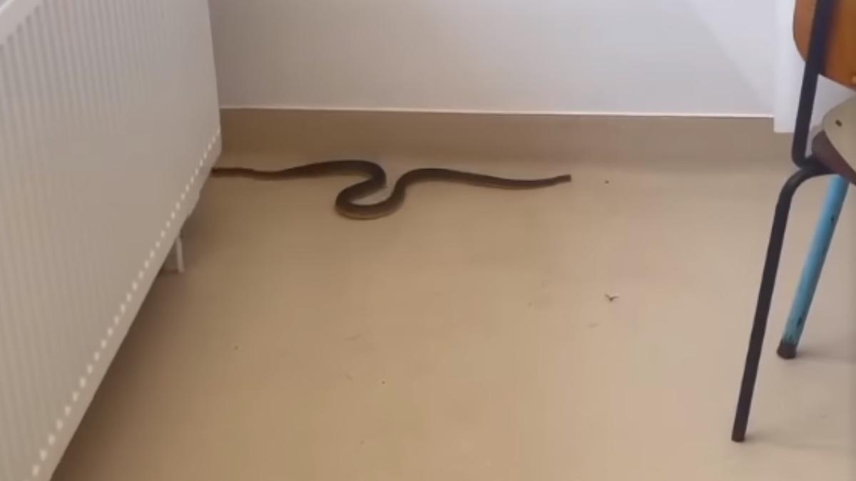 sarpe sala de mese spitalul orasenesc bals