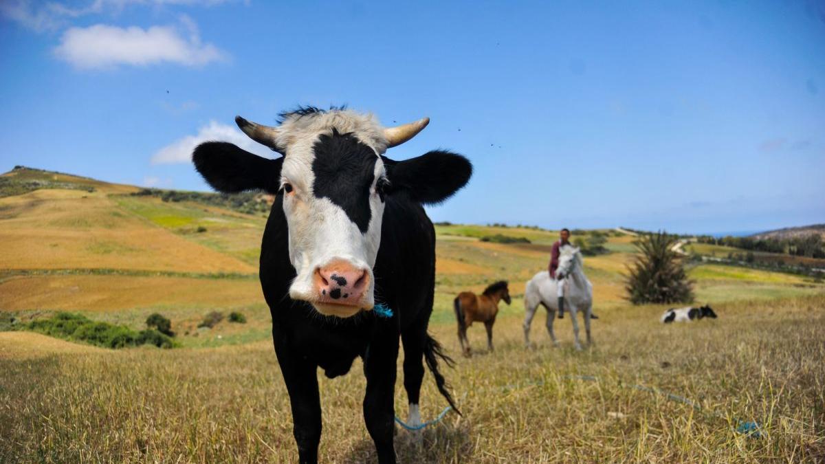 vaci europa reducere gaze efect sera dieta incalzirea globala