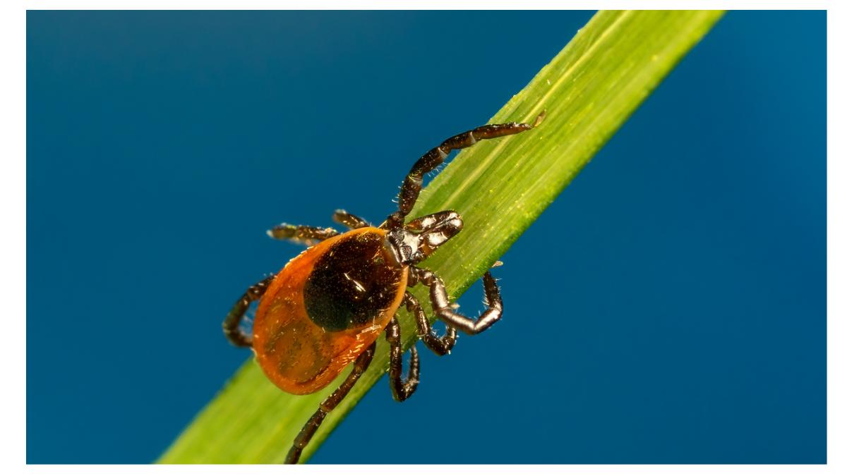 boala lyme populatia lumii