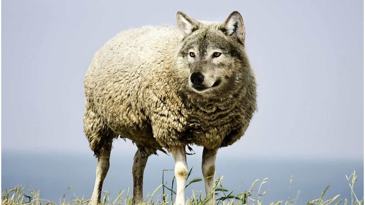 criza ciobani botosani bangladesh