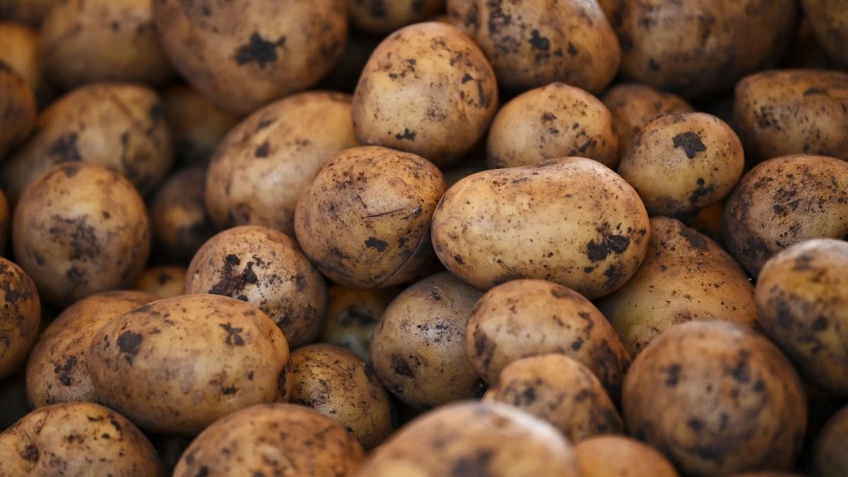 sprijin cultivatori cartofi struguri de masa aprobat guvern