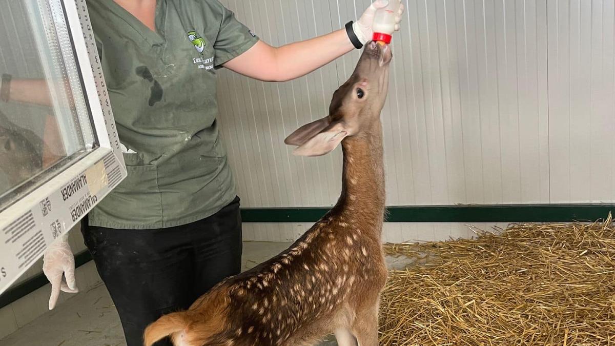 mesaj emotionant veterinar cred ca ajuta animale salbatice fac rau