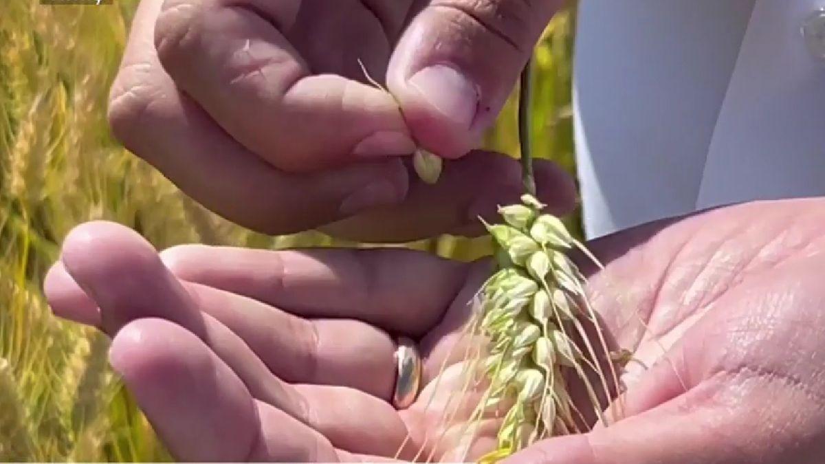 painea scumpa grane multe bani putini