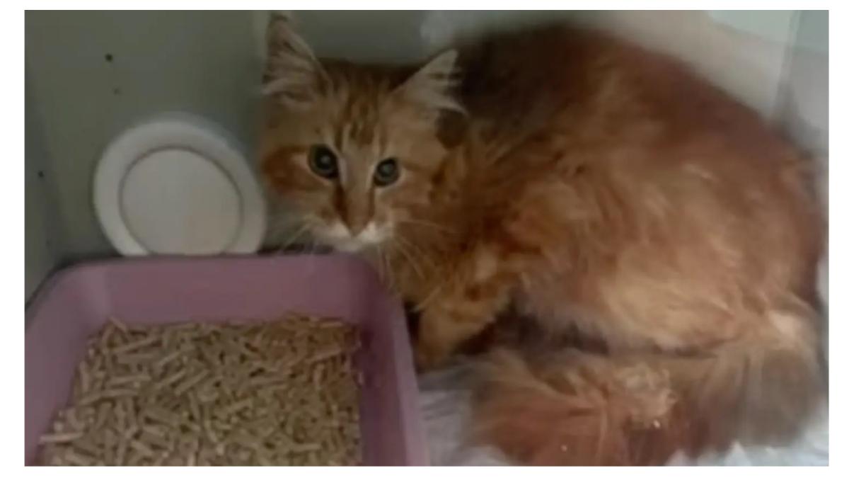 femeie mancata pisici