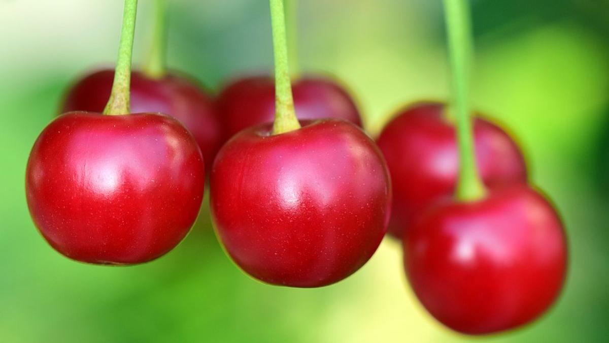 loc tara cirese vanzare 3 lei kilogram