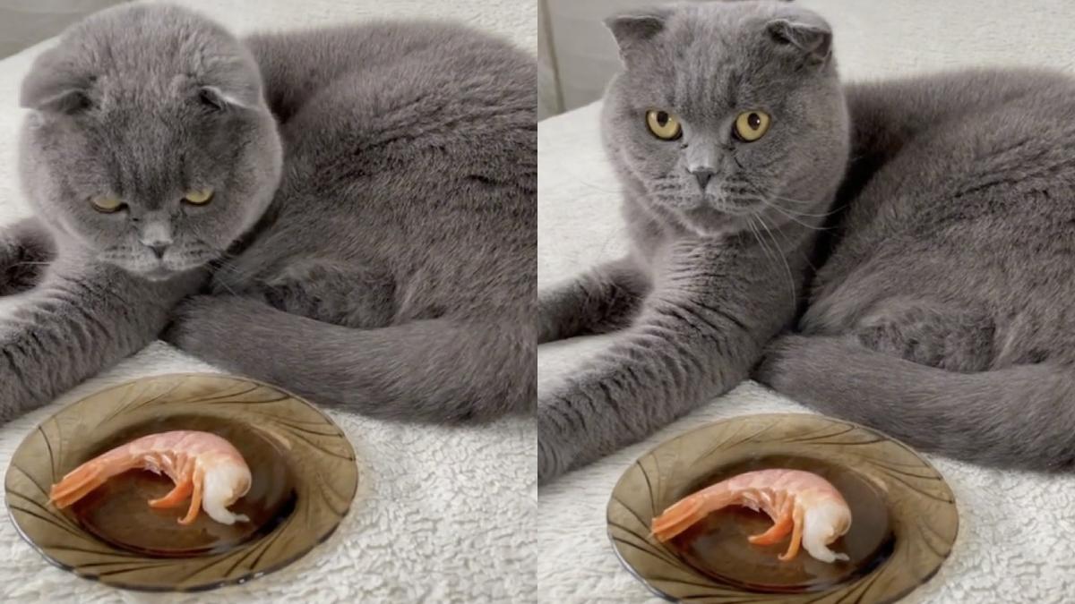 reactie pisica miroase crevete virala