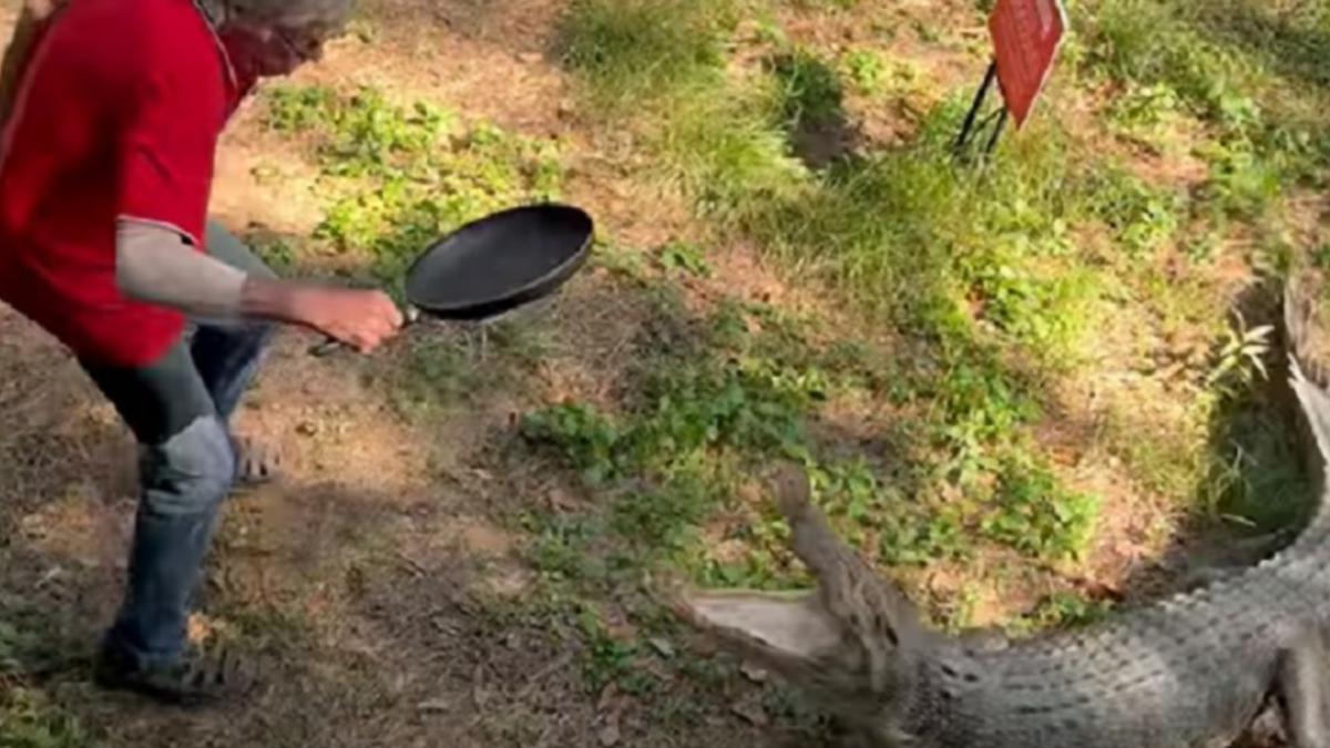 batran tigaie crocodil australia