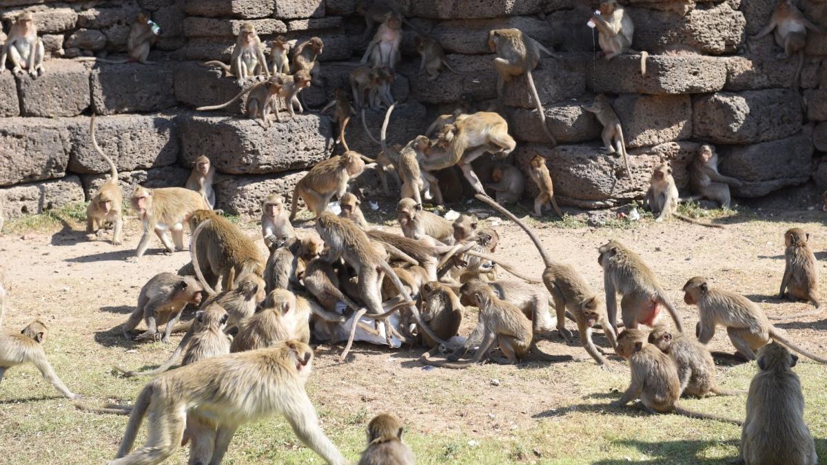 bebelus o luna a murit rapit maimute alaptat acasa tanzania