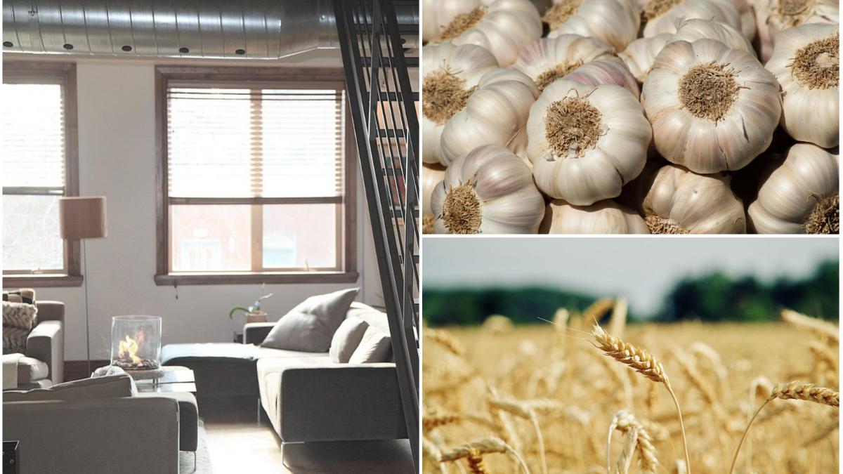 imobiliare platite cu grau sau usturoi