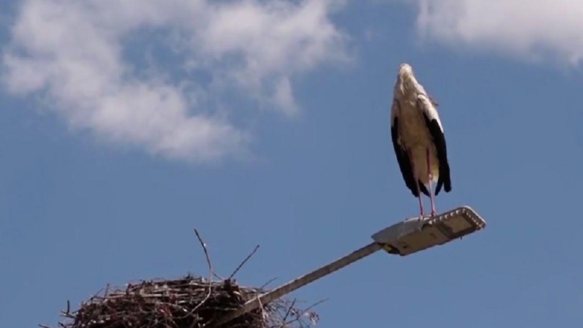 recensamant berze romania aplicatie