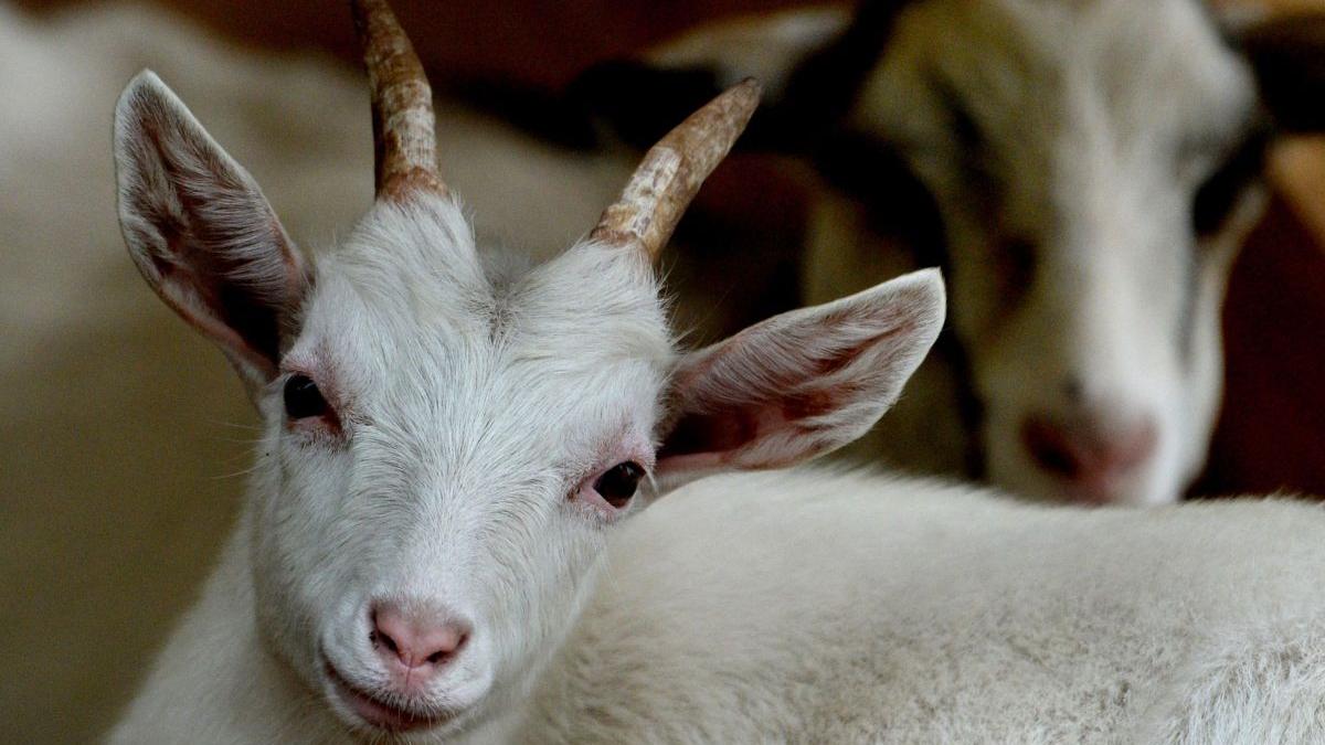 scene ireale razboi ucraina capra 40 soldati rusi