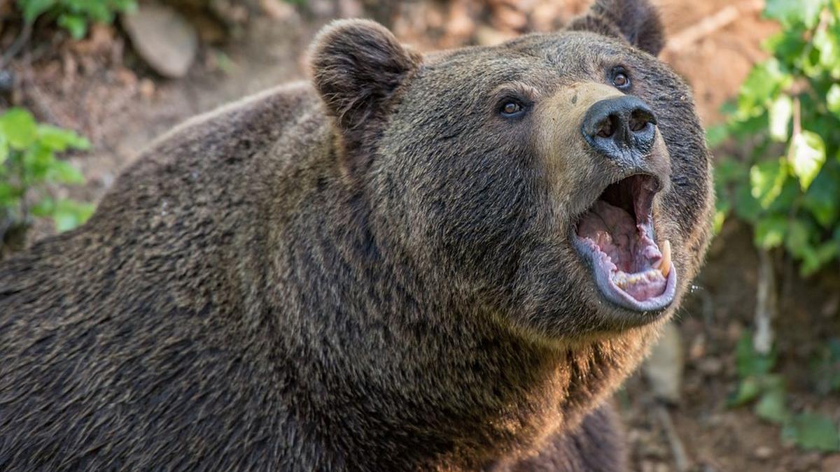 ursi breaza busteni mesaje ro alert