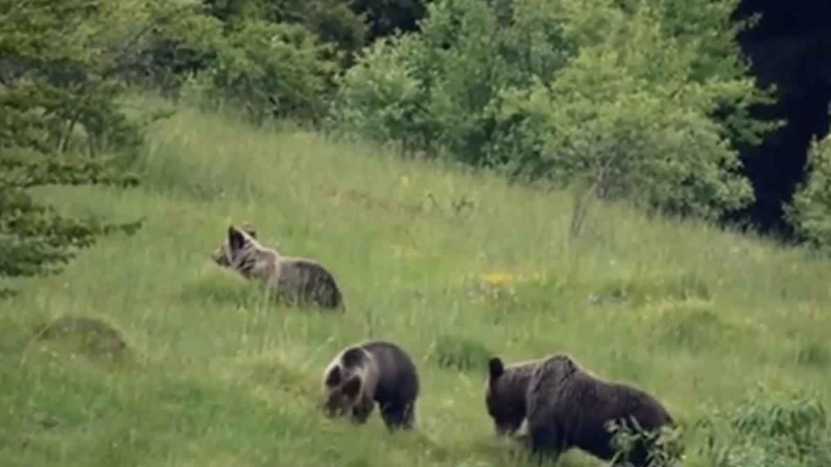 ursuleti haiosi surprinsi cauta hrana se joaca poiana masivul parang