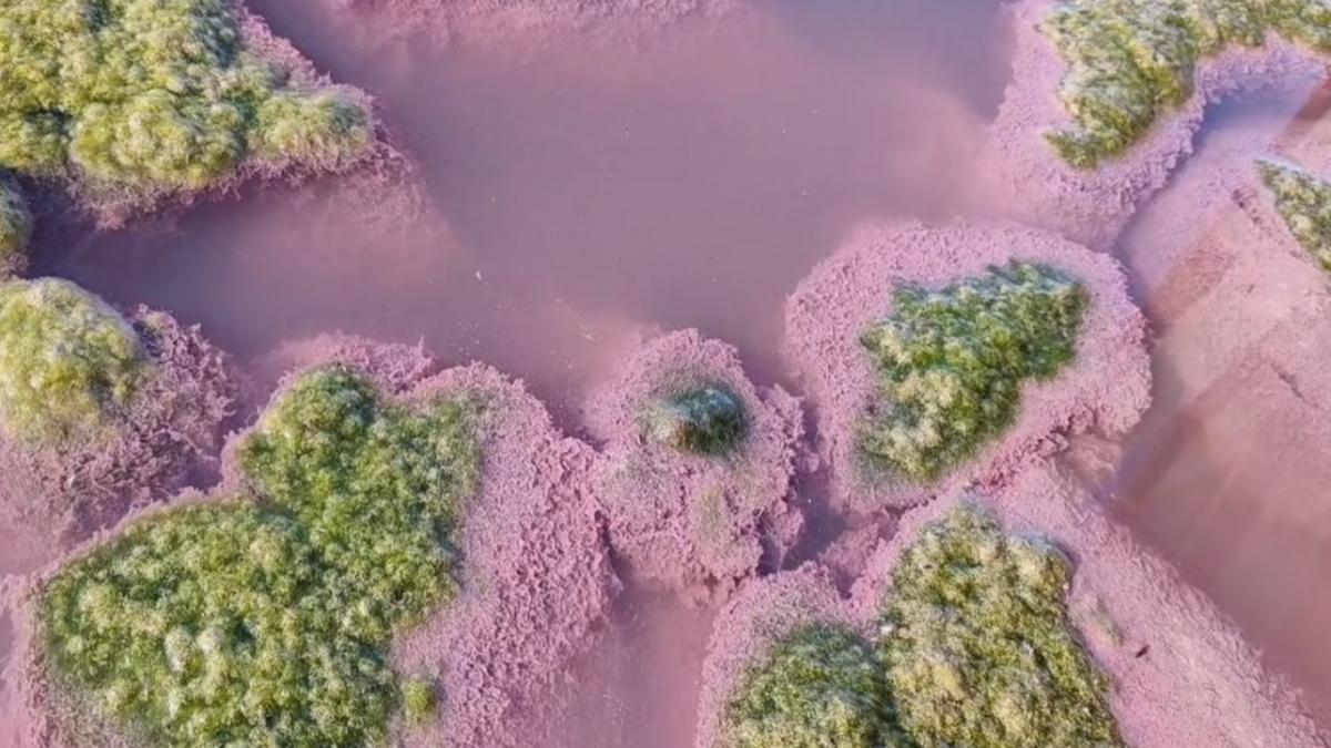 lacul techirghiol apa roz explicatie fenomen constanta