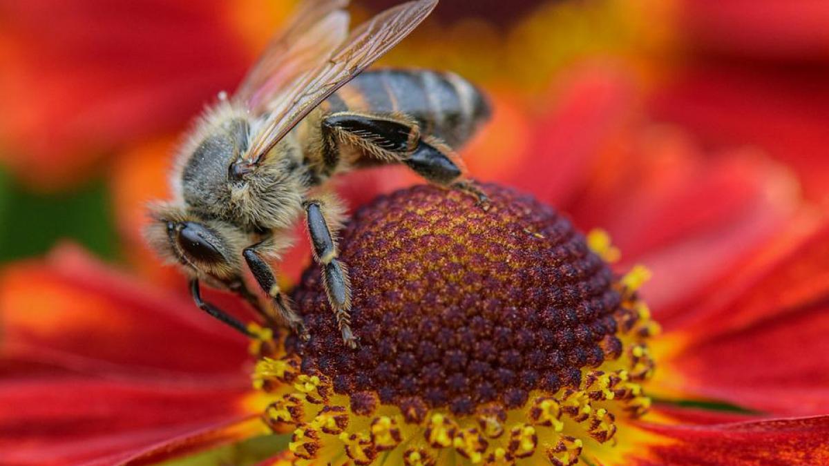 mesaj ro alert inedit in judetul neamt a fost semnalata prezenta unor albine