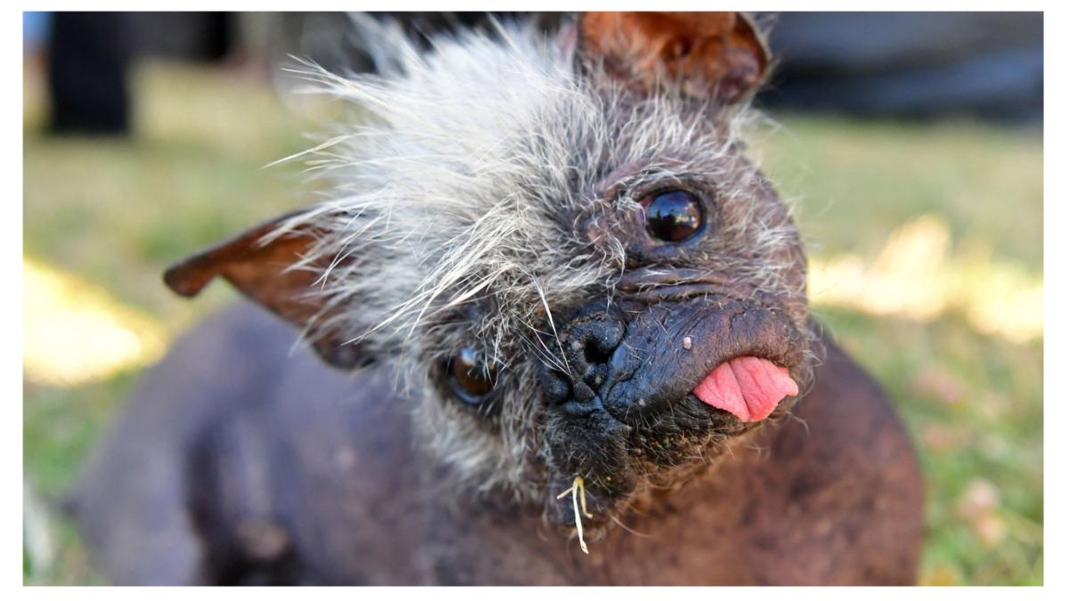 concurs cel mai urat caine lume castigator