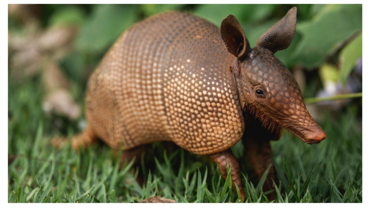 femei animale vii bagaje bangkok