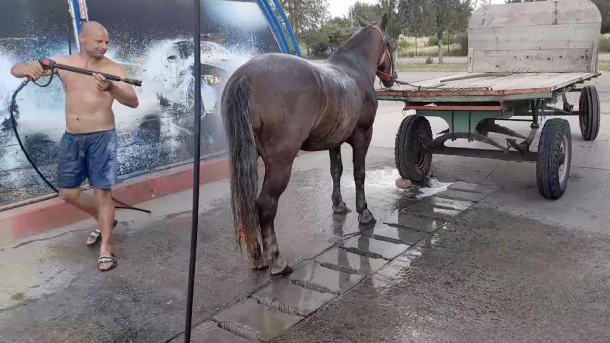 barbat timis spala calul spalatorie auto imagini virale