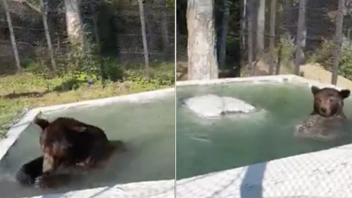 ursul baloo mascota statiune straja balaceste bazin caldura