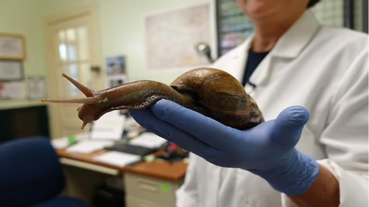 melci uriasi marime sobolani florida