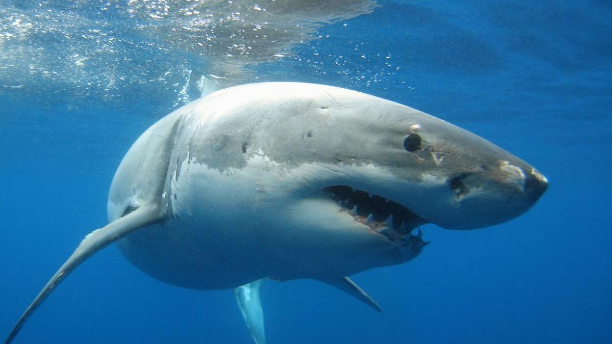 o romanca a fost ucisa de un rechin in egipt in marea rosie