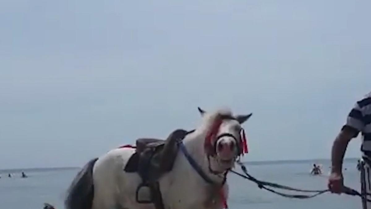 ponei salvati dupa ce au fost chinuiti pe plaja pentru fotografii