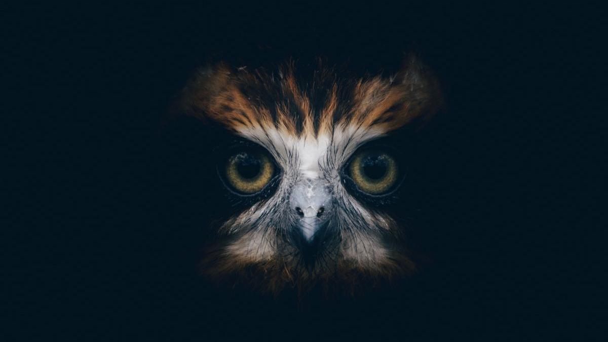 animal spiritual zodii horoscop totem calatorie spirituala