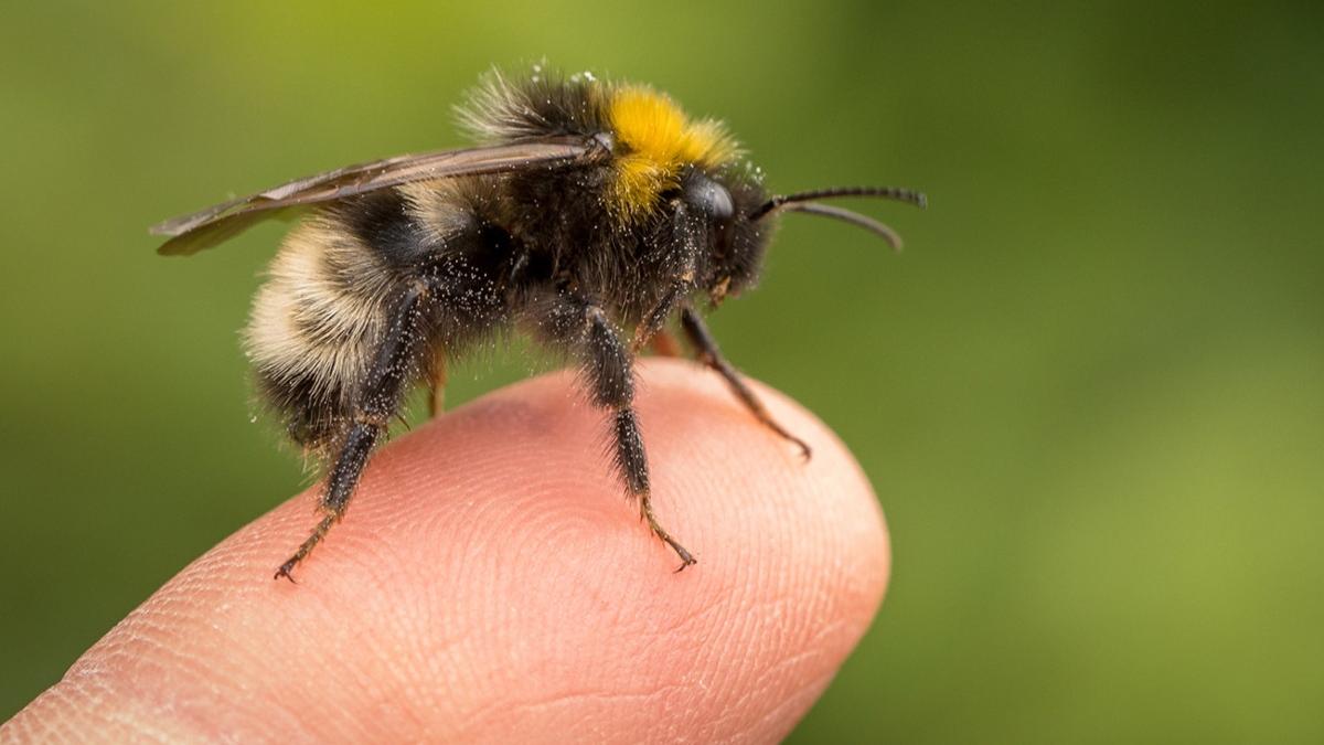 un barbat din gorj a murit dupa ce a fost intepat de un bondar avea 44 de ani