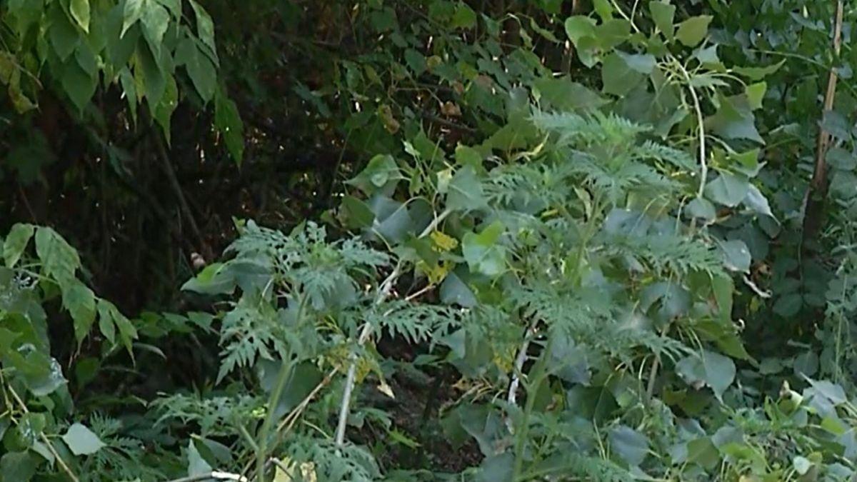 ambrozie cosmar 500 000 romani tratament alergie