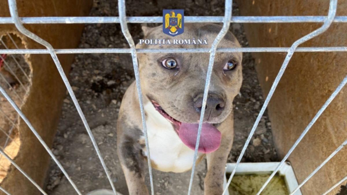 crescatorie ilegala caini farcasa maramures