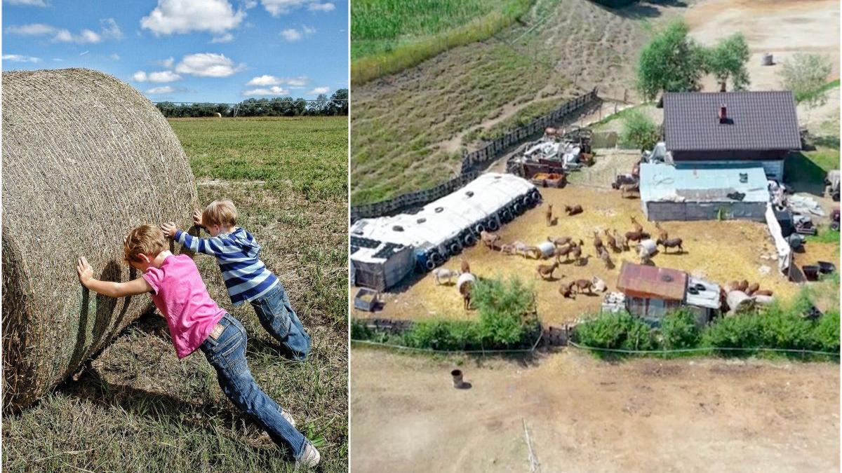 trei copii din suceava obligati ani la rand sa munceasca pana la epuizare la o ferma de magari