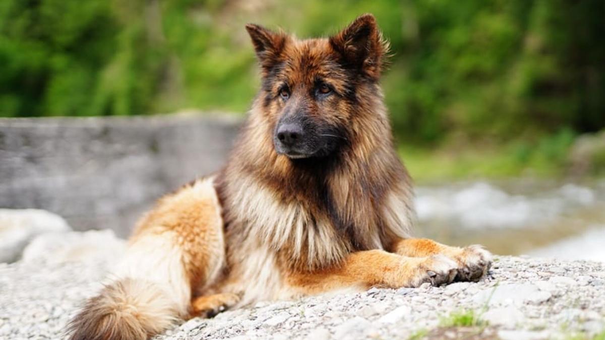 a murit haiduc caine salva oameni avalanse opt ani misiuni salvamont arges