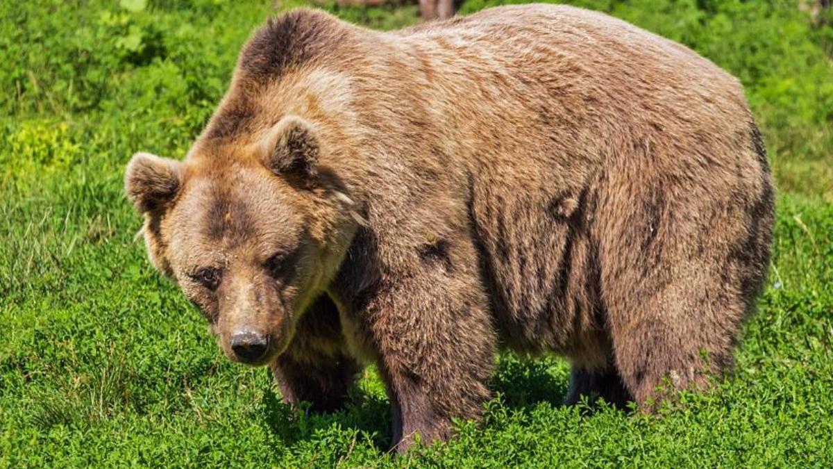 frati 14 23 ani atacati raniti urs pasteau oile lepsa vrancea